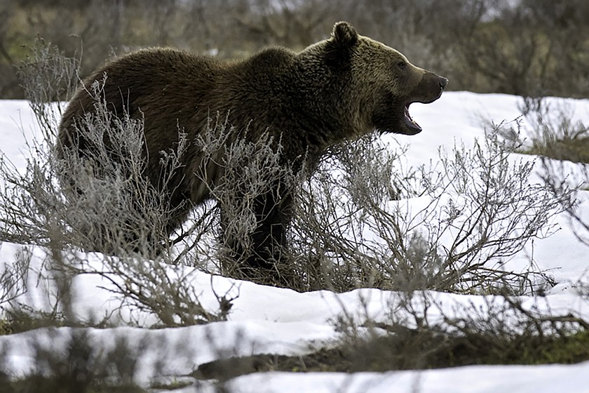 A grizzly bear in Yellowstone National Park. (Jeremy Weber/Daily Inter Lake)
