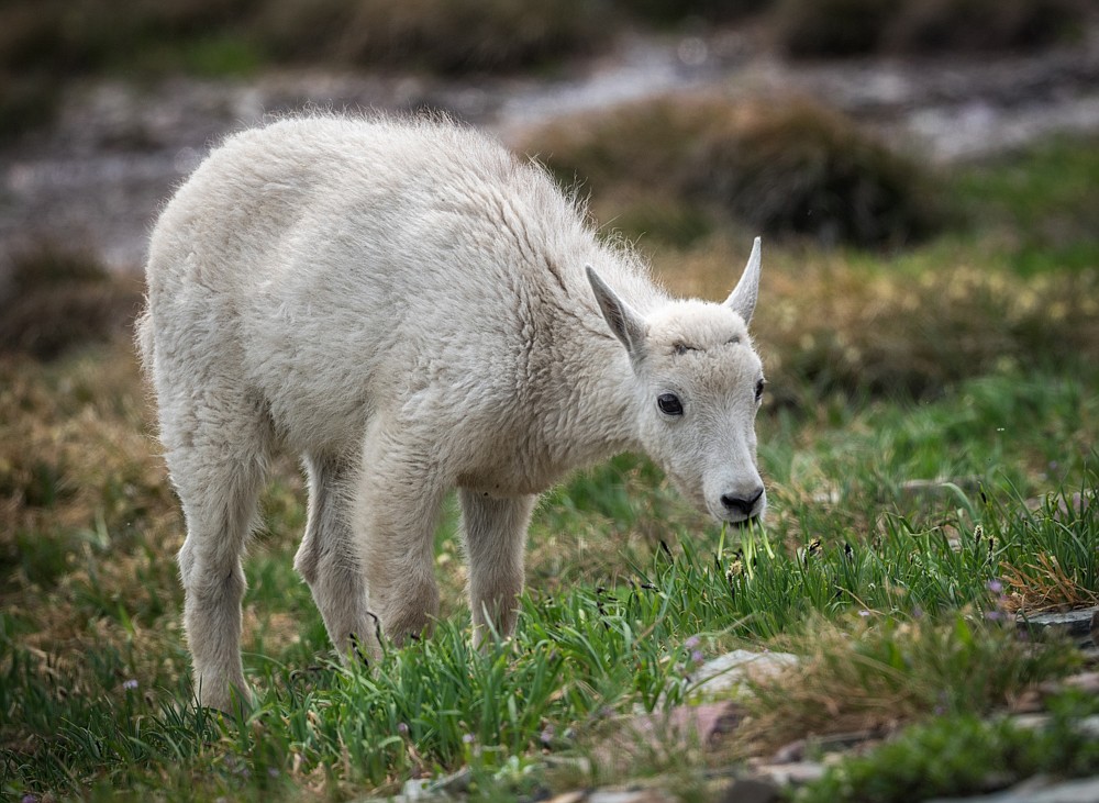 A mountain goat in Glacier National Park. (Imma Barrera photo)