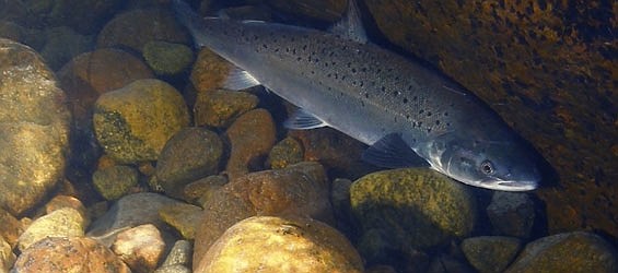 Legislation moving through Olympia is intended to help dwindling numbers of salmon such as this Chinook Salmon. Waterways that serve as the environment for salmon are in need of maintenance after years of disuse.