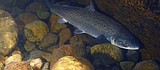Lawmakers discuss salmon recovery