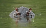 Locals fret as Colombia to declare hippos invasive species