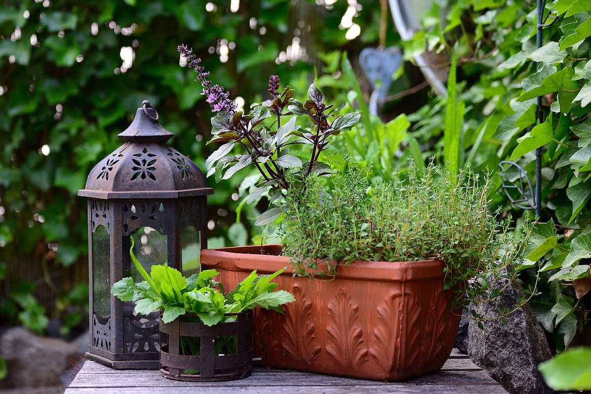 Basil and thyme find a home in this small pot. The herbs are just one of a plethora of options that you can include in your own French potager — that little gem of a cook's garden designed both for pleasure and daily eating of the fresh-picked produce.