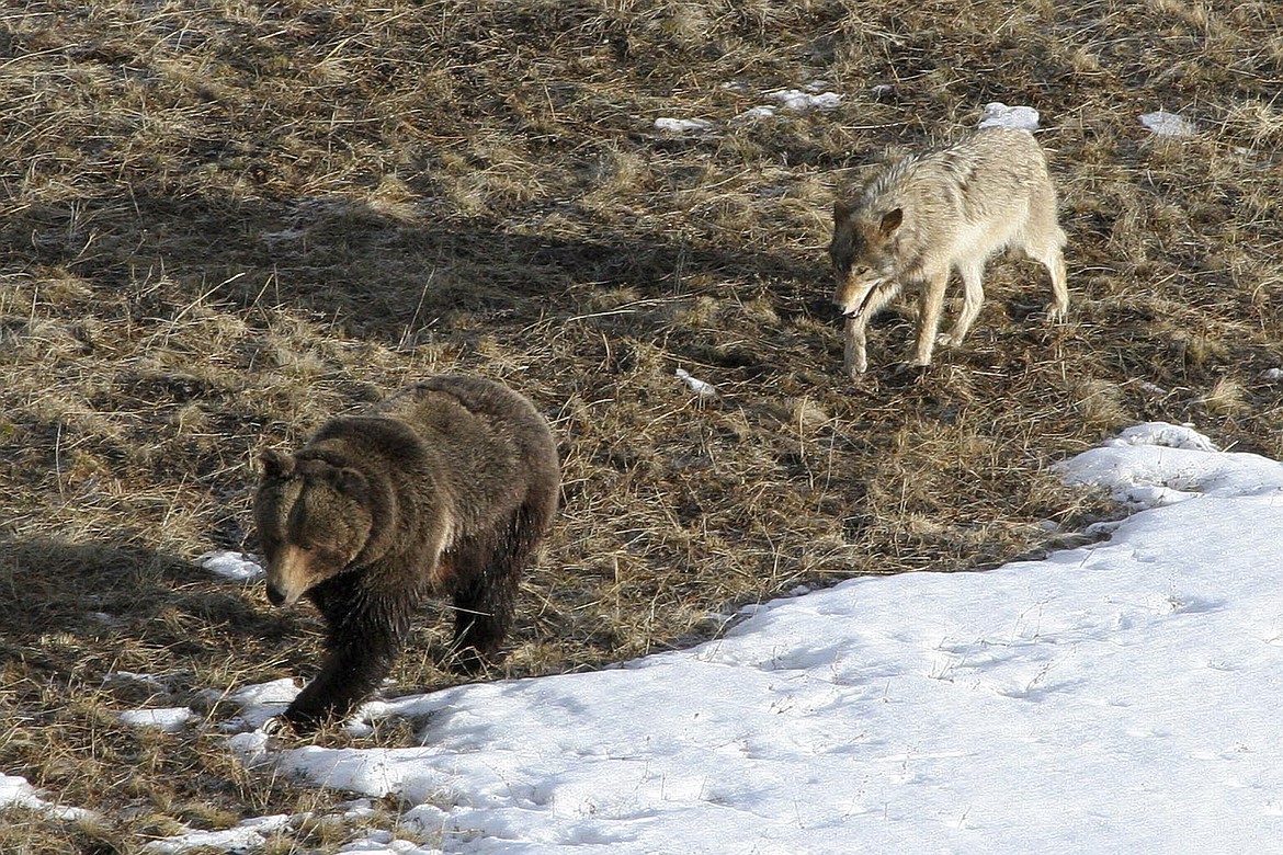 A wolf in Yellowstone National Park follows a grizzly bear in early spring 2005. New research from the University of Montana shows that wolves reduce their kill rates in spring when grizzlies pressure them for their prey. (Doug Smith/National Park Service via AP)