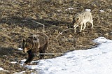 Wolves, bears are wary rivals as they compete for food
