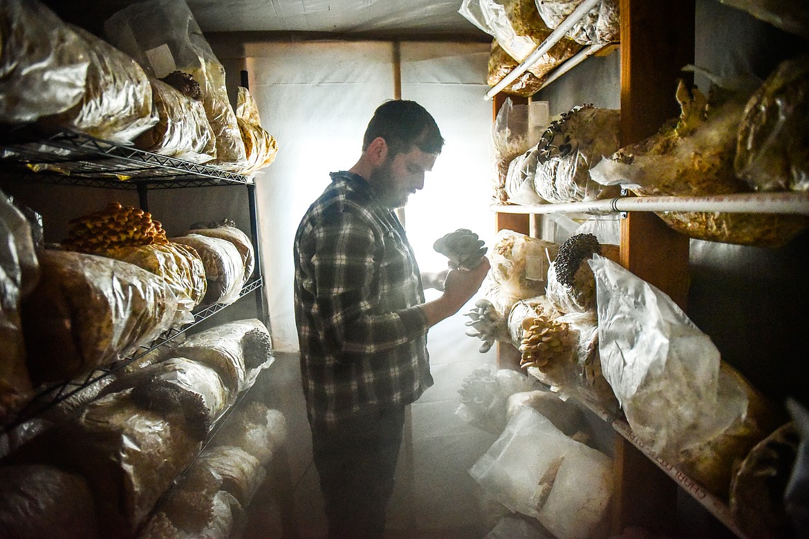 Shawn McDyre harvests a cluster of blue oyster mushrooms in his grow room at Sun Hands Farm on Monday, Feb. 21. (Casey Kreider/Daily Inter Lake)