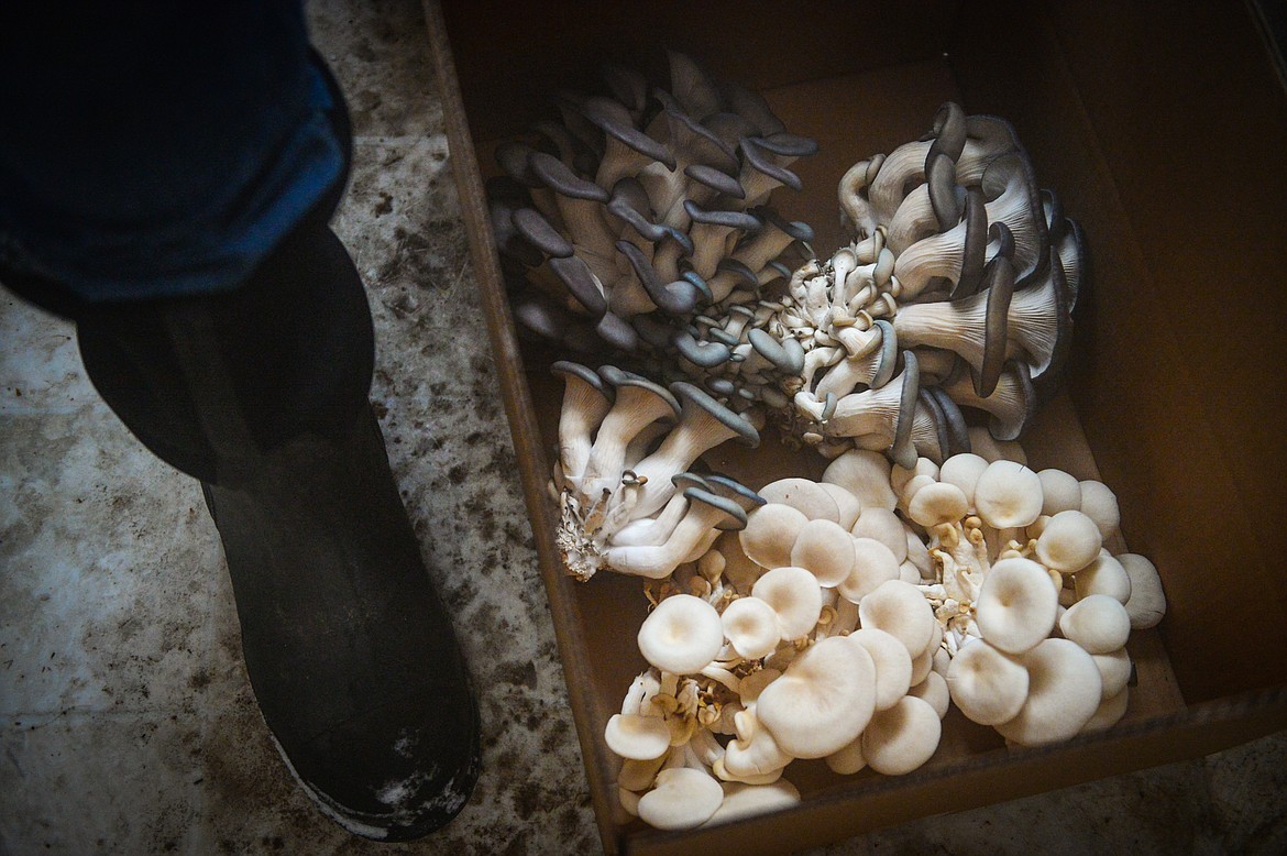Shawn McDyre stands over a box of harvested blue oyster and elm oyster mushrooms in his grow room at Sun Hands Farm on Monday, Feb. 21. (Casey Kreider/Daily Inter Lake)