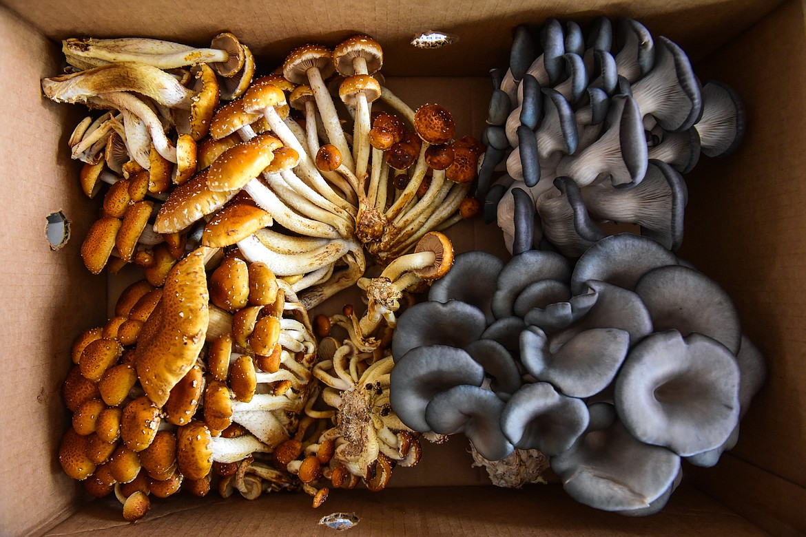 Clusters of recently harvested chestnut, left, and blue oyster mushrooms at Sun Hands Farm on Monday, Feb. 21. (Casey Kreider/Daily Inter Lake)