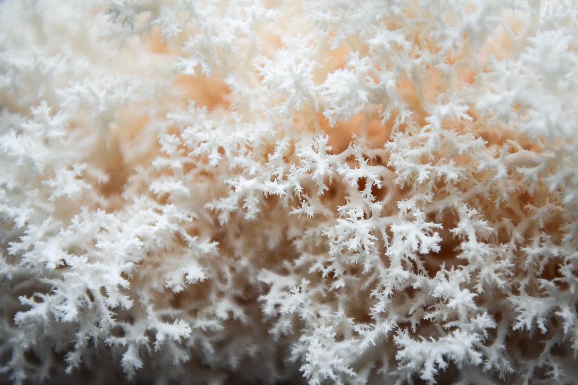 Detail of a coral tooth mushroom at Sun Hands Farm on Monday, Feb. 21. (Casey Kreider/Daily Inter Lake)