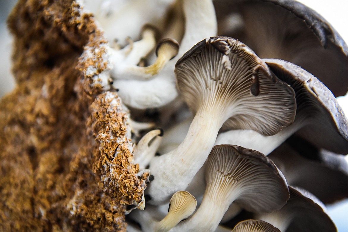 Recently harvested blue oyster mushrooms at Sun Hands Farm on Monday, Feb. 21. (Casey Kreider/Daily Inter Lake)