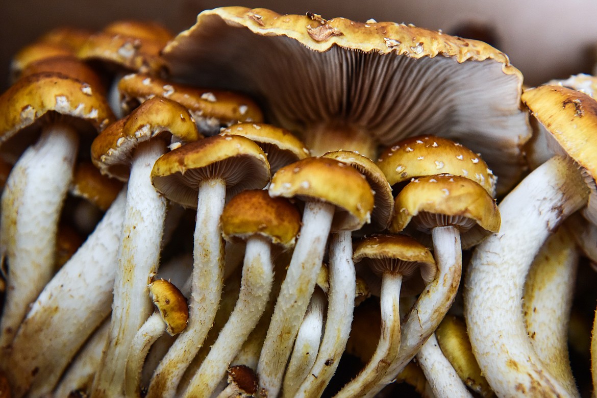 Recently harvested chestnut mushrooms at Sun Hands Farm on Monday, Feb. 21. (Casey Kreider/Daily Inter Lake)