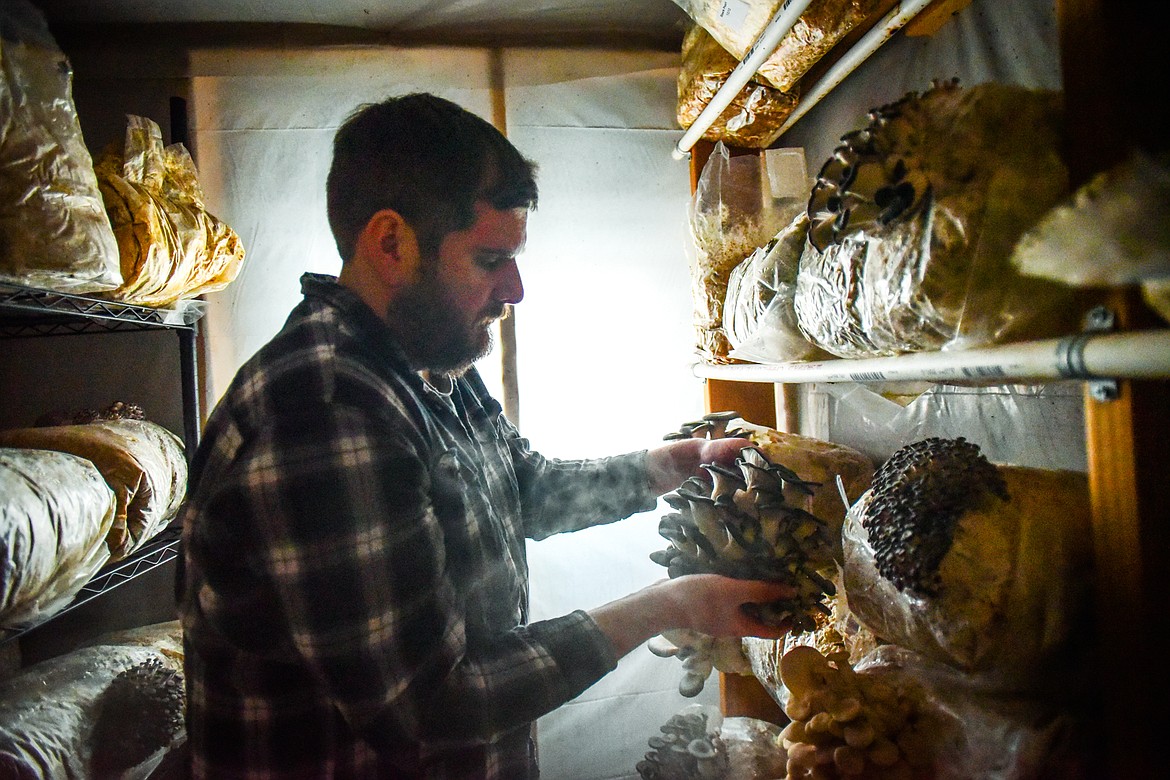 Shawn McDyre harvests a cluster of blue oyster mushrooms in his grow room at Sun Hands Farm on Monday, Feb. 21. (Casey Kreider/Daily Inter Lake)