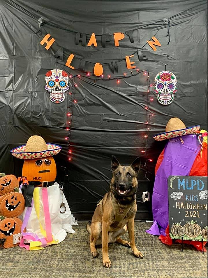 One man is in jail after Moses Lake Police Department K-9 officer Jester, pictured above from a previous Halloween event, found him hiding in a stack of tires at a Grant County business.