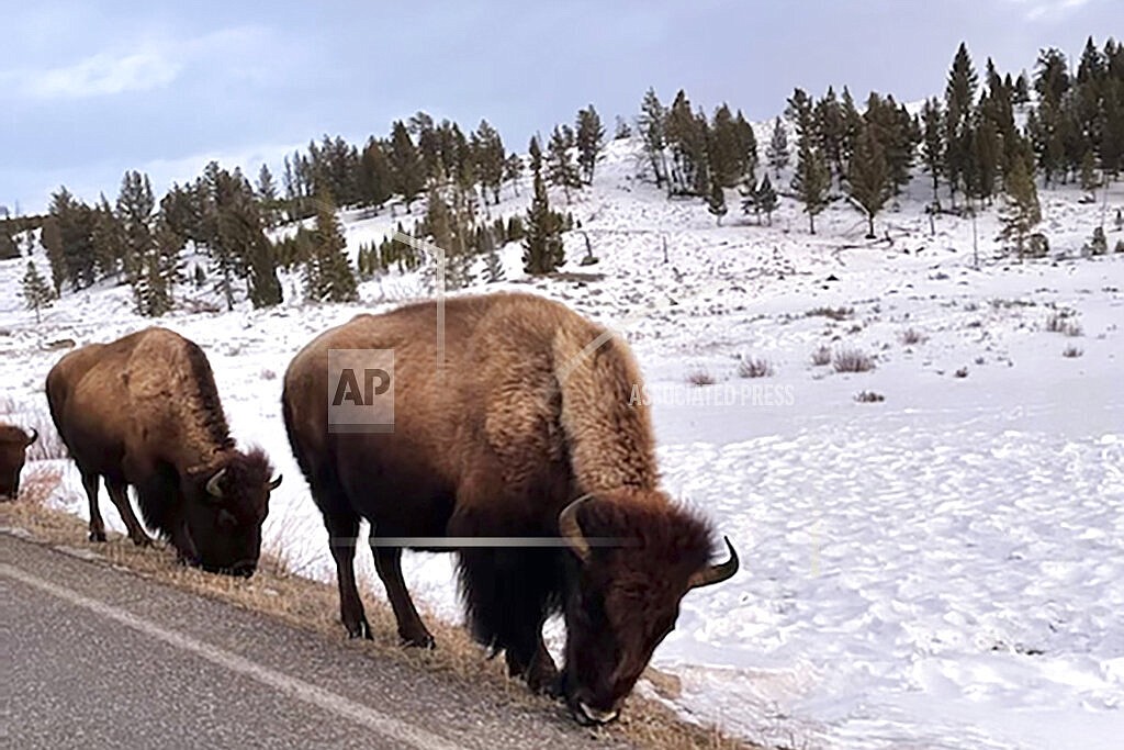 Bison graze along the Grand Loop Road in Yellowstone National Park, Friday, Feb. 18, 2022, near Mammoth Hot Springs, Wyo. Park officials captured 37 bison that were migrating outside the park and sent most to slaughter under a program that seeks to prevent the animals from spreading disease to cattle in neighboring Montana, a park official said Thursday, Feb. 24, 2022. (Helena Brown via AP)