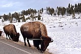 Yellowstone starts bison cull as animals migrate to Montana