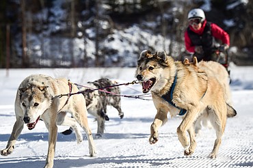 A musher leads her four-dog team out onto the course during the Flathead Classic Sled Dog Race at Dog Creek Lodge & Nordic Center in Olney on Saturday, Feb. 26. (Casey Kreider/Daily Inter Lake)