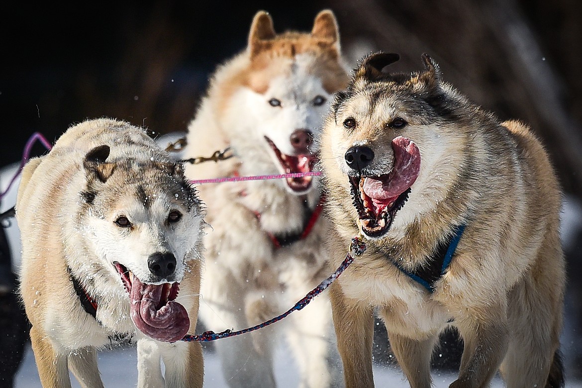Three dogs on a musher's four-dog team lead the way through the course during the Flathead Classic Sled Dog Race at Dog Creek Lodge & Nordic Center in Olney on Saturday, Feb. 26. (Casey Kreider/Daily Inter Lake)
