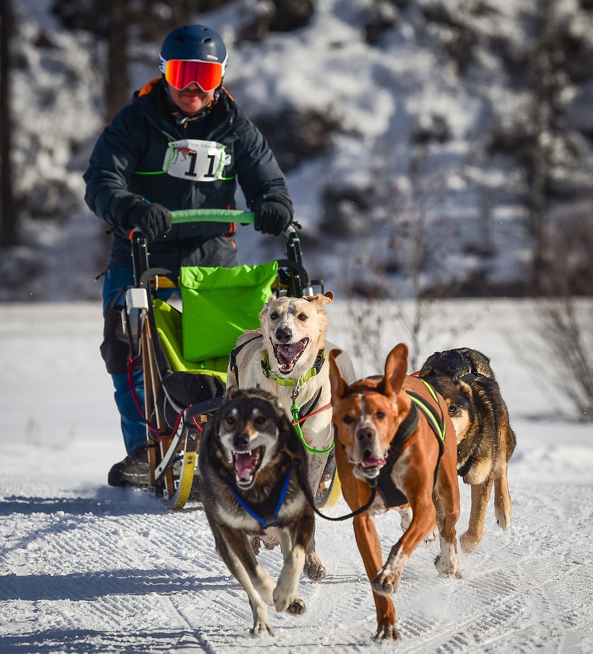 Musher Ryan Roberts and his four-dog team navigate the course at the Flathead Classic Sled Dog Race at Dog Creek Lodge & Nordic Center in Olney on Saturday, Feb. 26. (Casey Kreider/Daily Inter Lake)