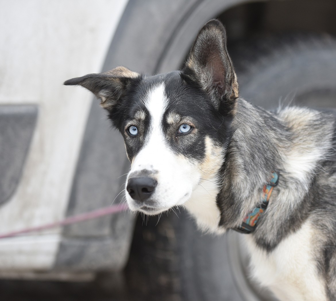 A participant at the sled dog races near Olney on Sunday. (Julie Engler/Whitefish Pilot)