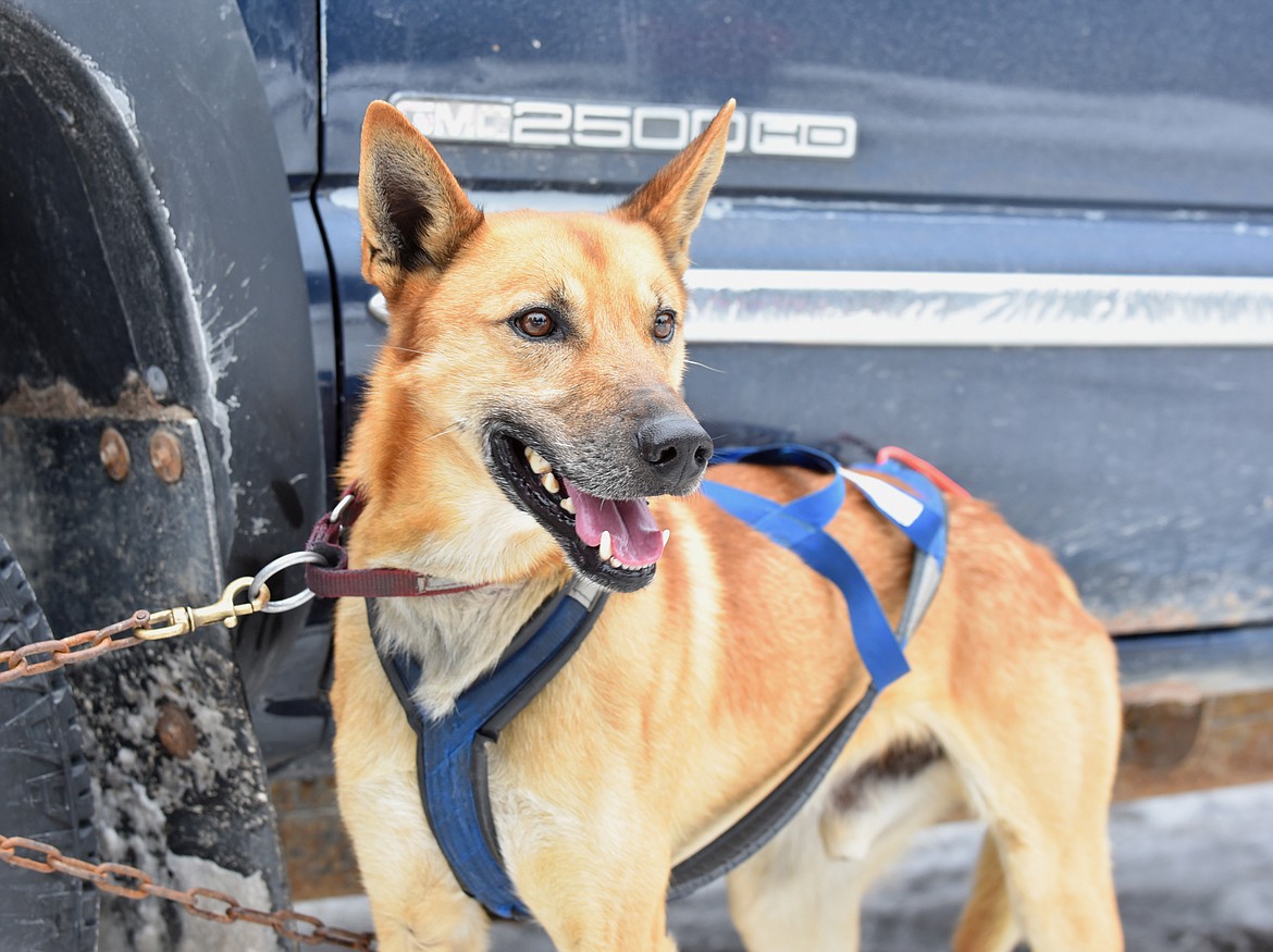 A participant at the sled dog races in the Flathead Classic near Olney on Sunday. (Julie Engler/Whitefish Pilot)