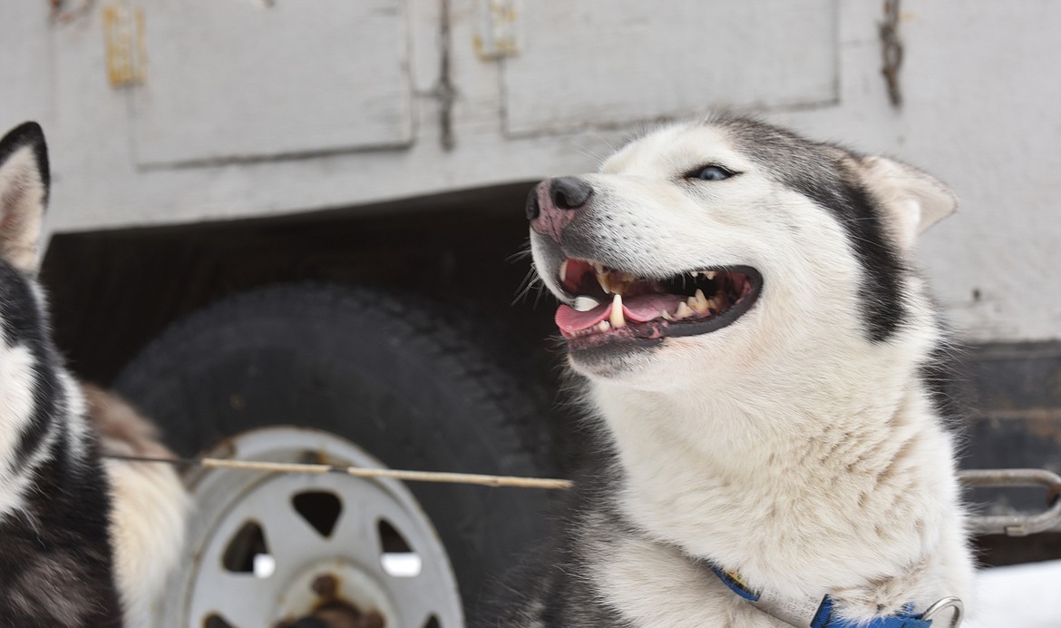 A participant in the Flathead Classic Sled Dog Race near Olney on Sunday. (Julie Engler/Whitefish Pilot)