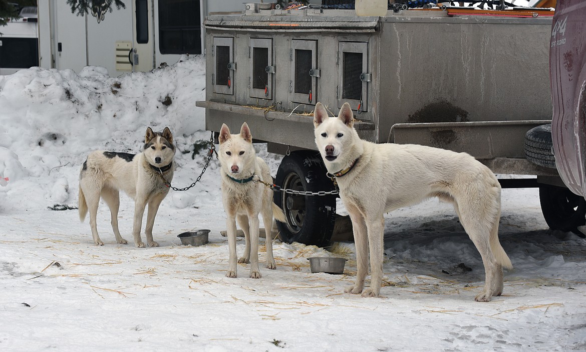 A team rests at the Flathead Classic Sled Dog Race near Olney on Sunday. (Julie Engler/Whitefish Pilot)