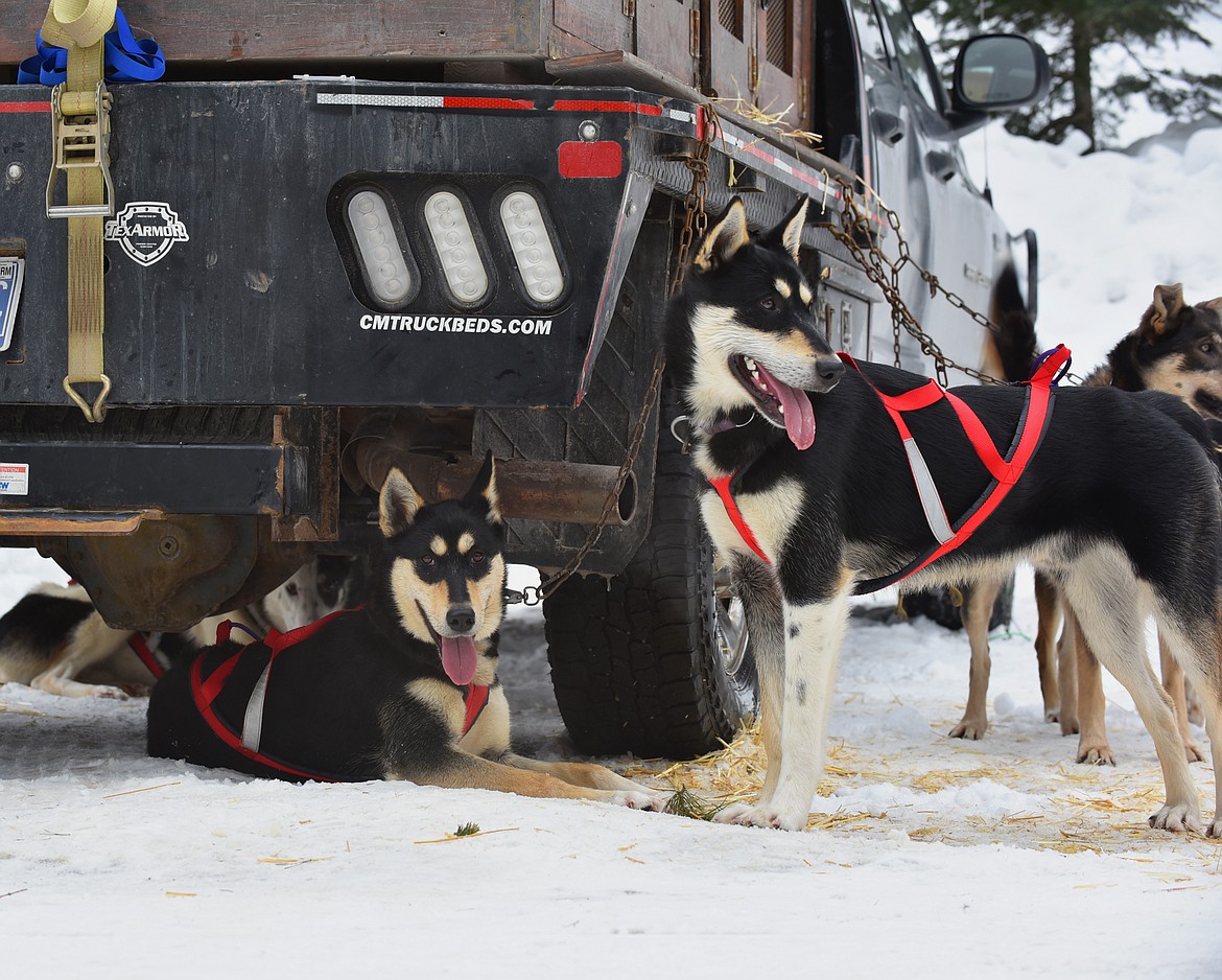 A team rests at the Flathead Classic Sled Dog Race near Olney on Sunday. (Julie Engler/Whitefish Pilot)