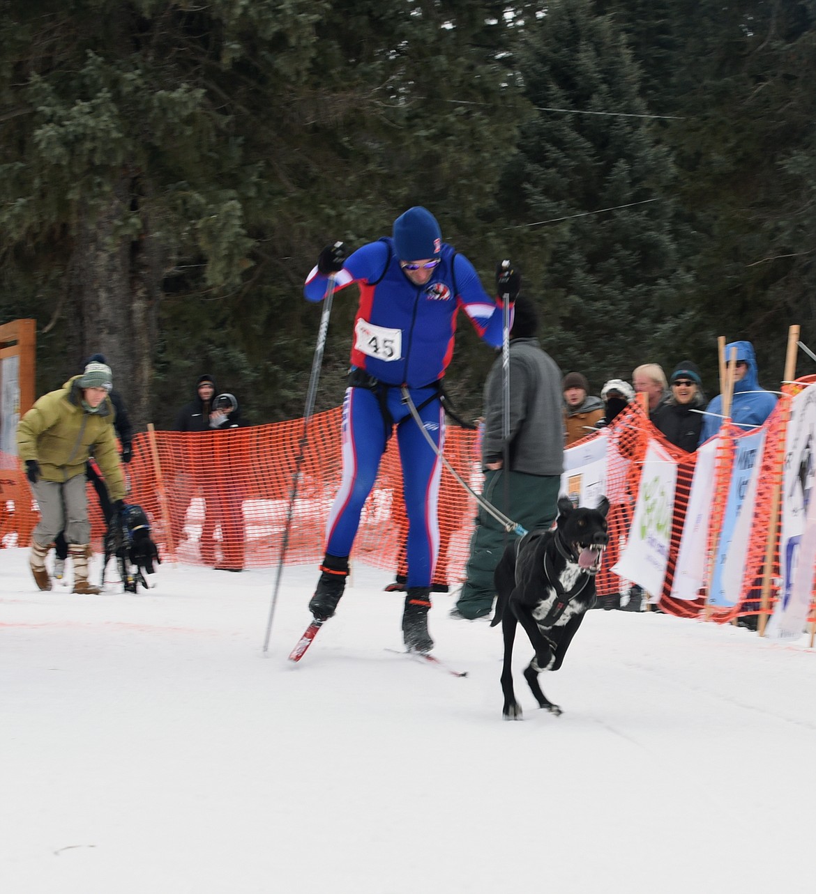 A one-dog skijoring team at the starting line during the Flathead Classic near Olney on Sunday. (Julie Engler/Whitefish Pilot)