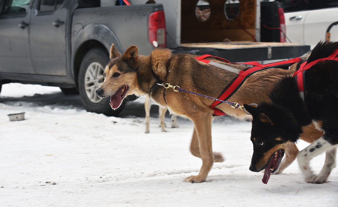 A sled dog team finishes a race during the Flathead Classic near Olney on Sunday. (Julie Engler/Whitefish Pilot)