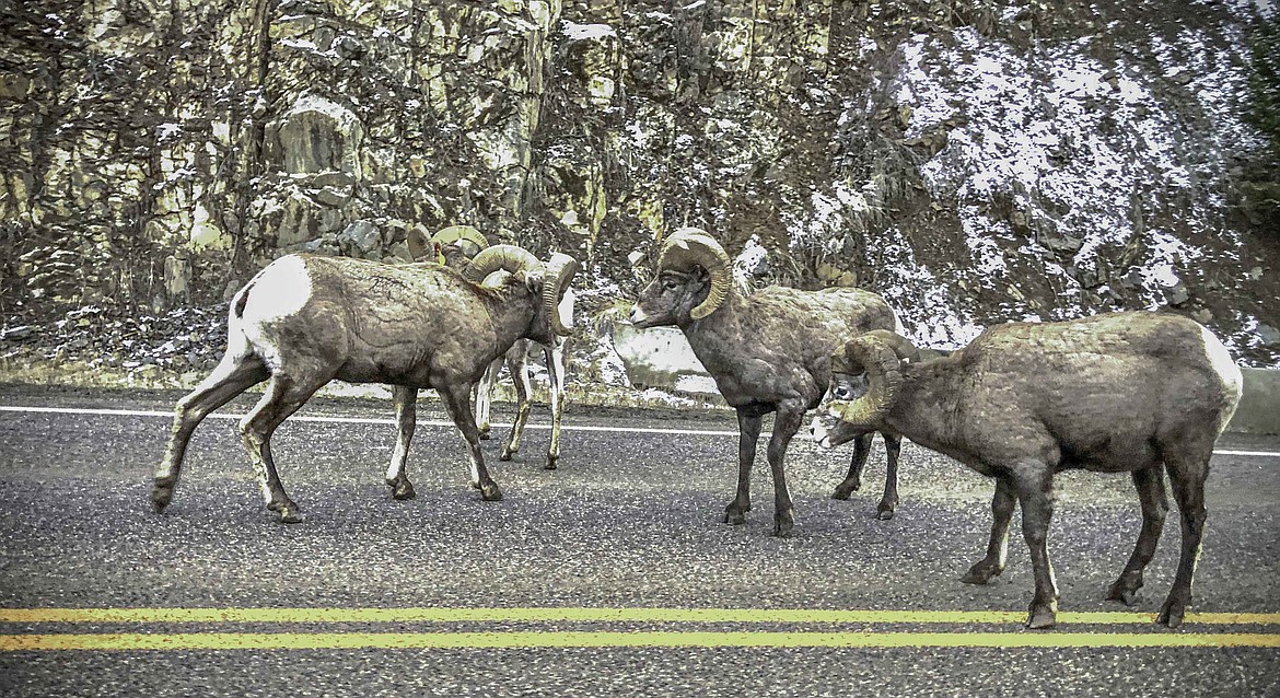 Big horn sheep in Sanders County. (Tracy Scott/Valley Press)