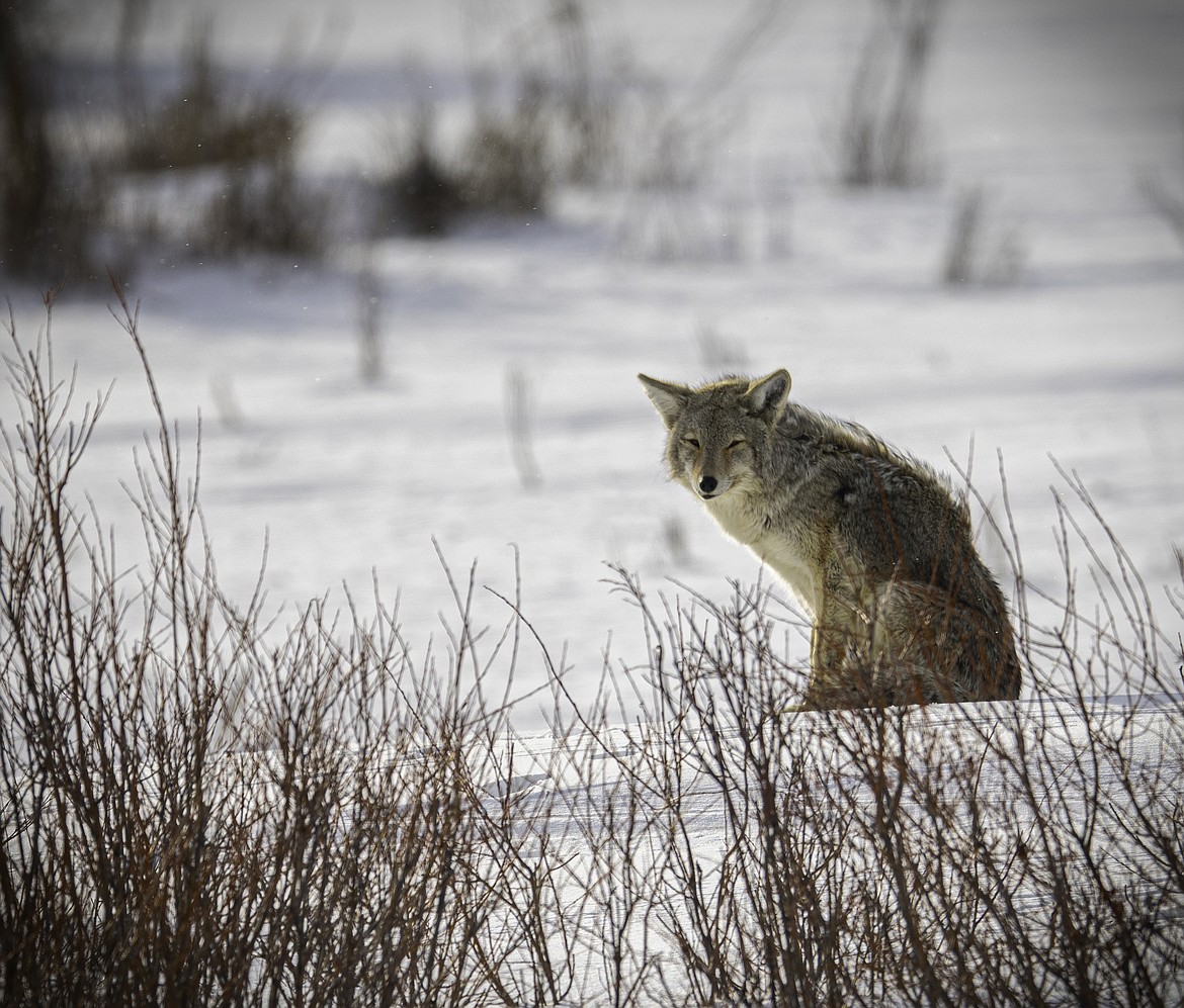 A lone coyote sits in the snow in Sanders County recently. (Tracy Scott/Valley Press)