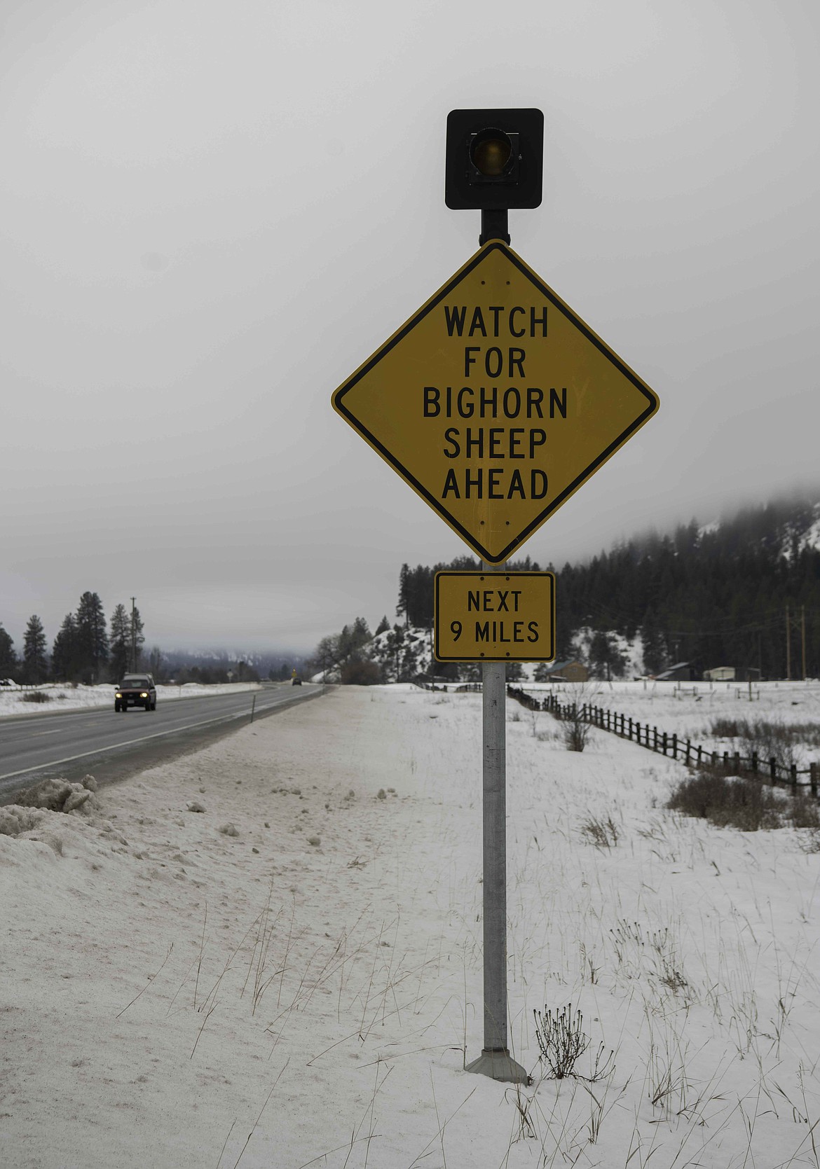 A highway sign warns of big horn sheep in Sanders County. (Tracy Scott/Valley Press)