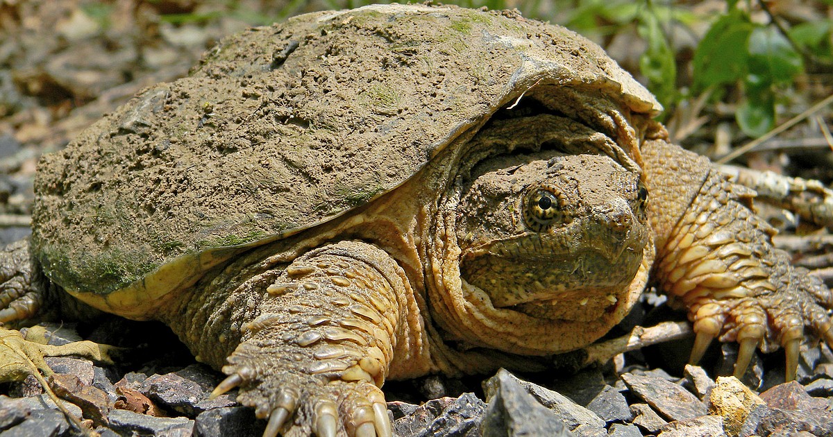 Wildlife officials survey for snapping turtles, bullfrogs | Daily Inter ...