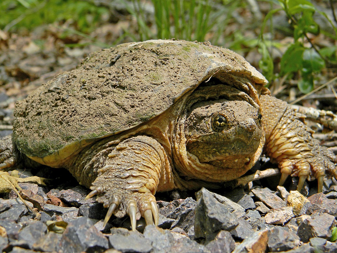 A common snapping turtle, photographed at Taum Sauk Mountain State Park in Missouri. (Wikipedia creative commons)