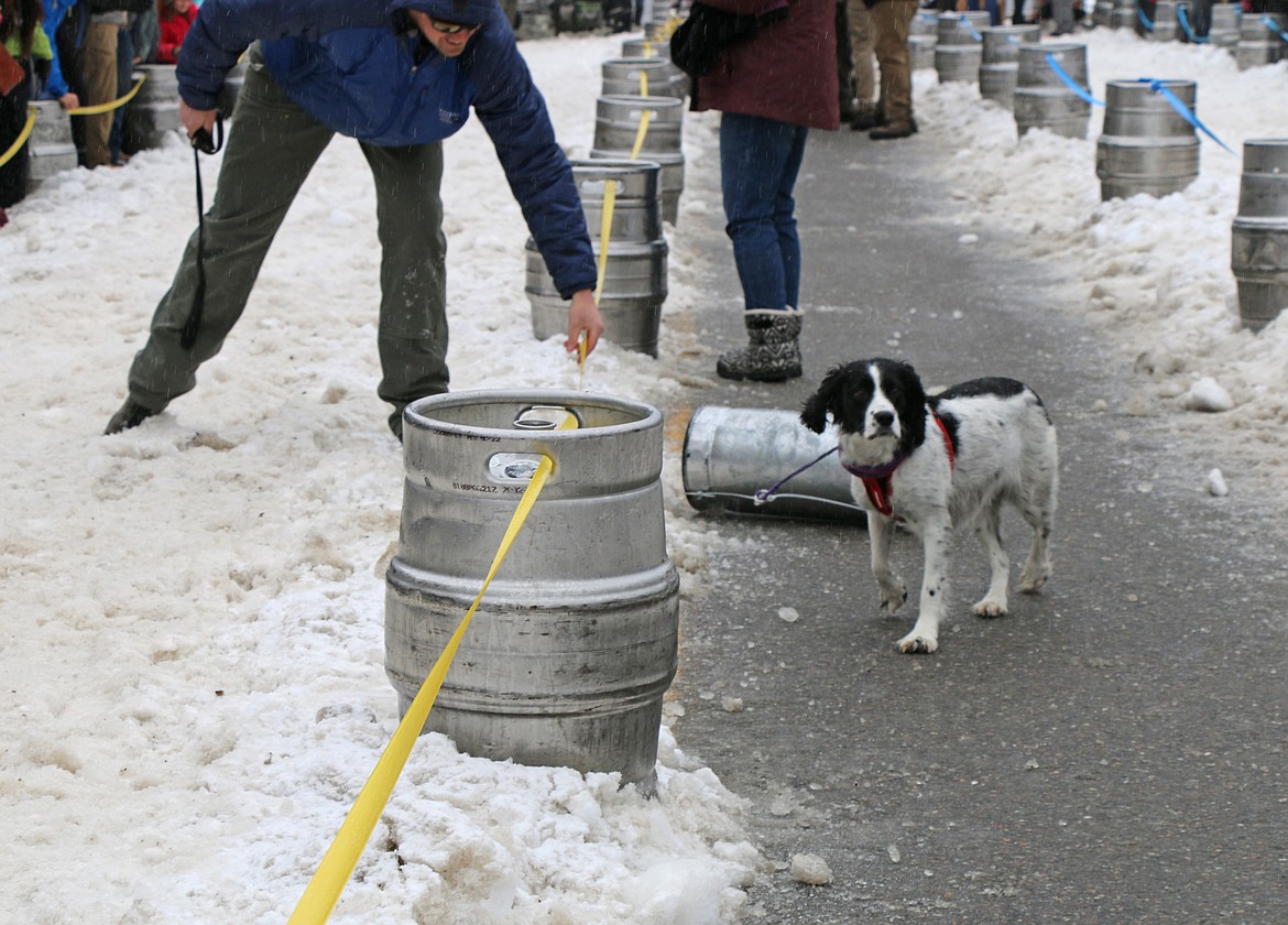 A competitor takes part in Sunday's K9 Keg Pull, a fan favorite at the Sandpoint Winter Carnival.