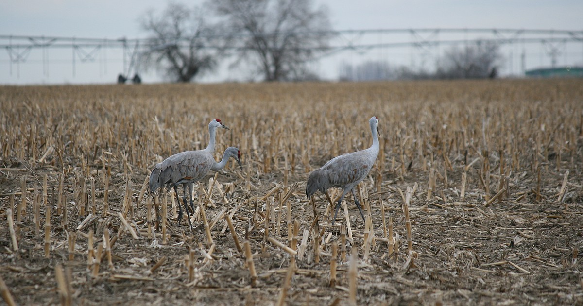 Othello Sandhill Crane Festival back in action Columbia Basin Herald