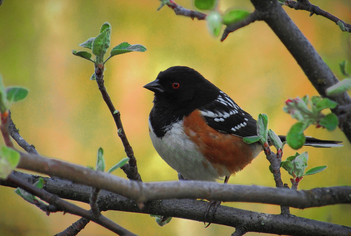 A towhee, a black-and-orange beauty, hangs out on a branch.