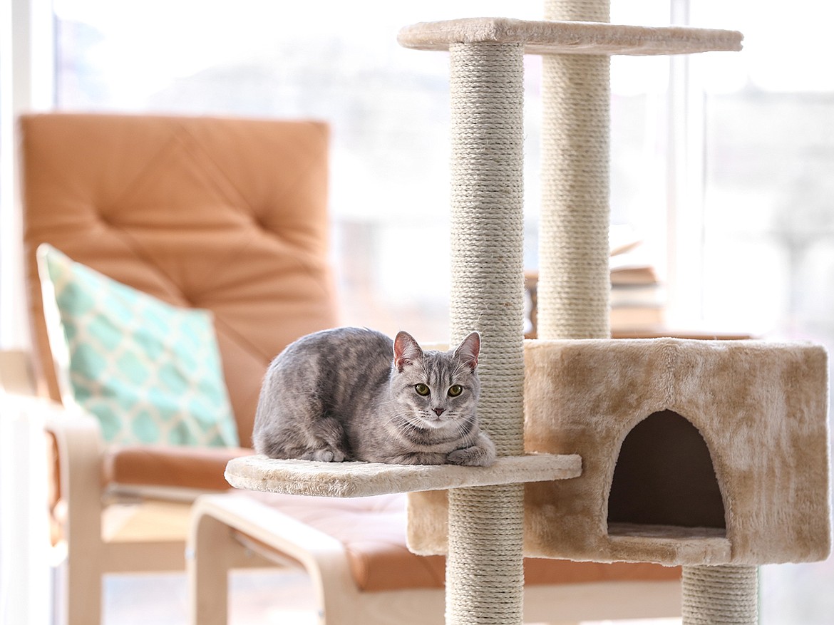 Creating an environment that helps cats feel at home is simple and easy with a little bit of forethought.