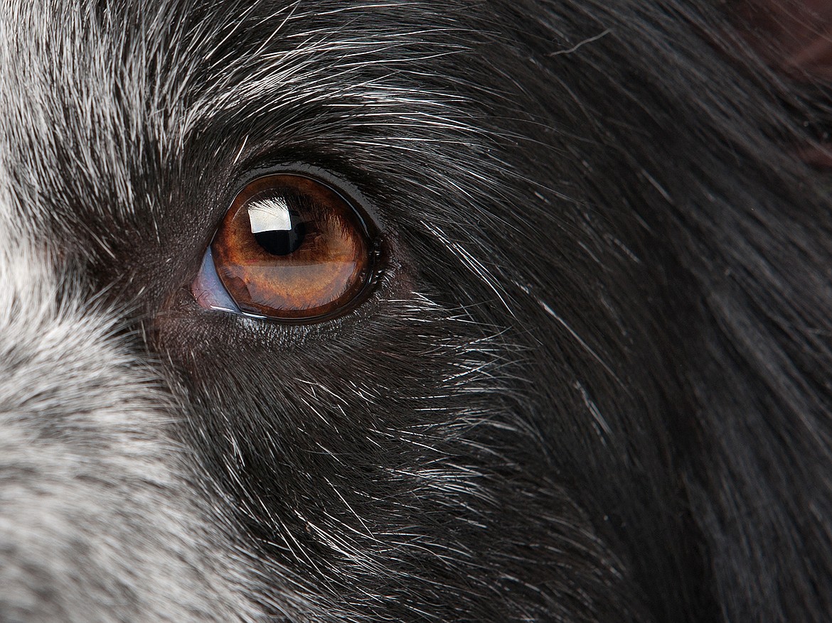 Just like humans, pets are affected by cataracts and other vision issues as they age. Communicating with your veterinarian can help manage difficulties for pets and improve their quality of life.