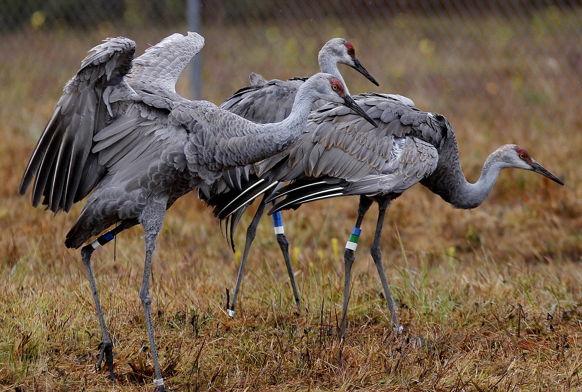 Endangered Mississippi sandhill cranes stand in their temporary transitional habitat, to be later released into the wild, at the Mississippi Sandhill Crane National Wildlife Refuge in Gautier, Miss. (Associated Press FILE)