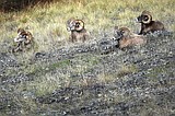 FWP removes lions from Wild Horse Island