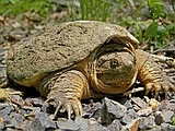 Biologists will be on the lookout for nonnative snappers, bullfrogs