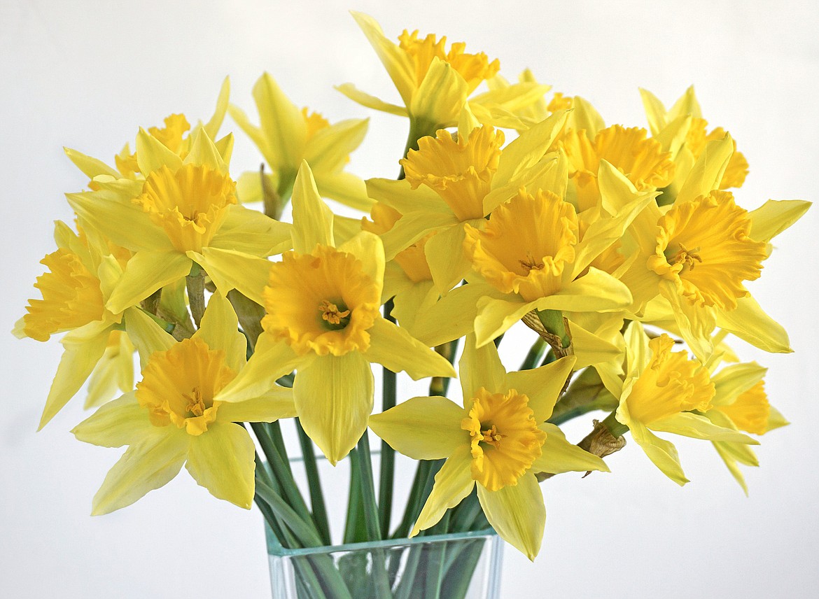 Flowers by Hansen Florist in Kalispell is selling bundles of daffodils March 21 to 26 in support of the American Cancer Society's Daffodil Days fundraising effort.