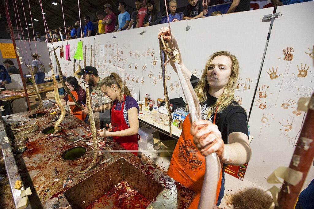 Sweetwater Jaycees clean and skinned rattlesnakes during 57th Sweetwater Jaycees World Largest Rattlesnake Round-up at the Nolan County Coliseum in Sweetwater Texas, March 14, 2015. Animal rights activists praised an annual rattlesnake roundup in south Georgia that recently changed the format of this month’s event to celebrate living snakes without skinning and butchering them. But no such changes are occurring at a huge rattlesnake roundup beginning this weekend, Saturday March 12, 2022 in Texas, a festival that the activists say is barbaric.(Courtney Sacco/Odessa American via AP, File)