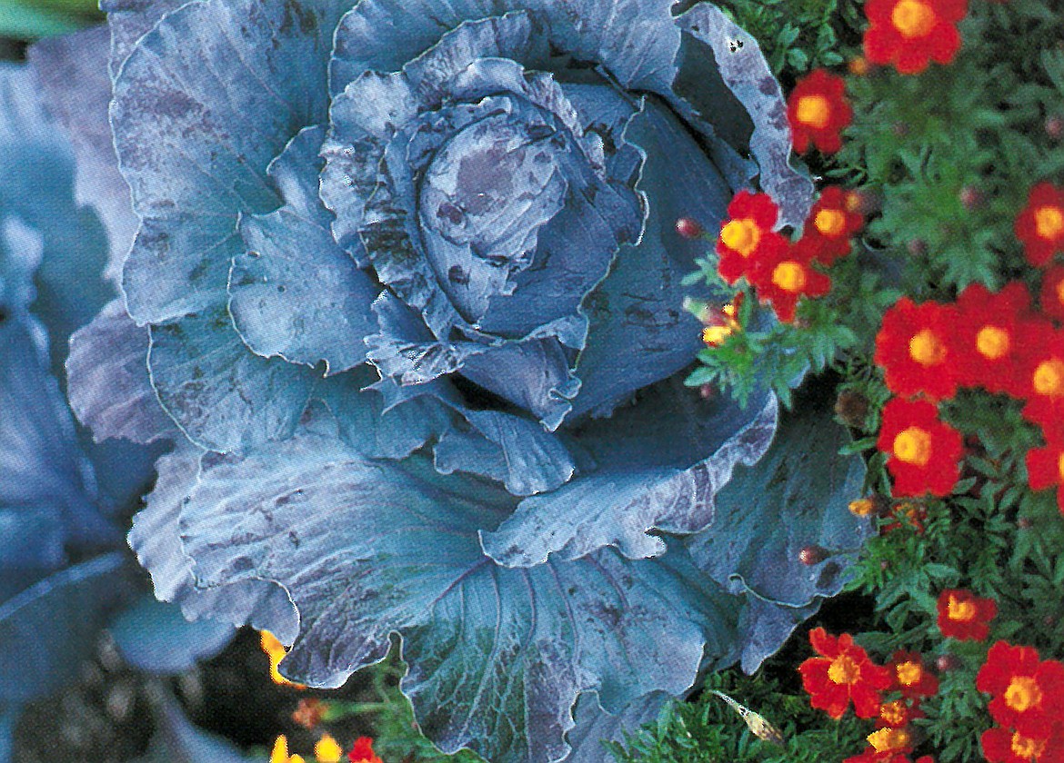Cabbages galore grow with the flowers, each enhancing the other.