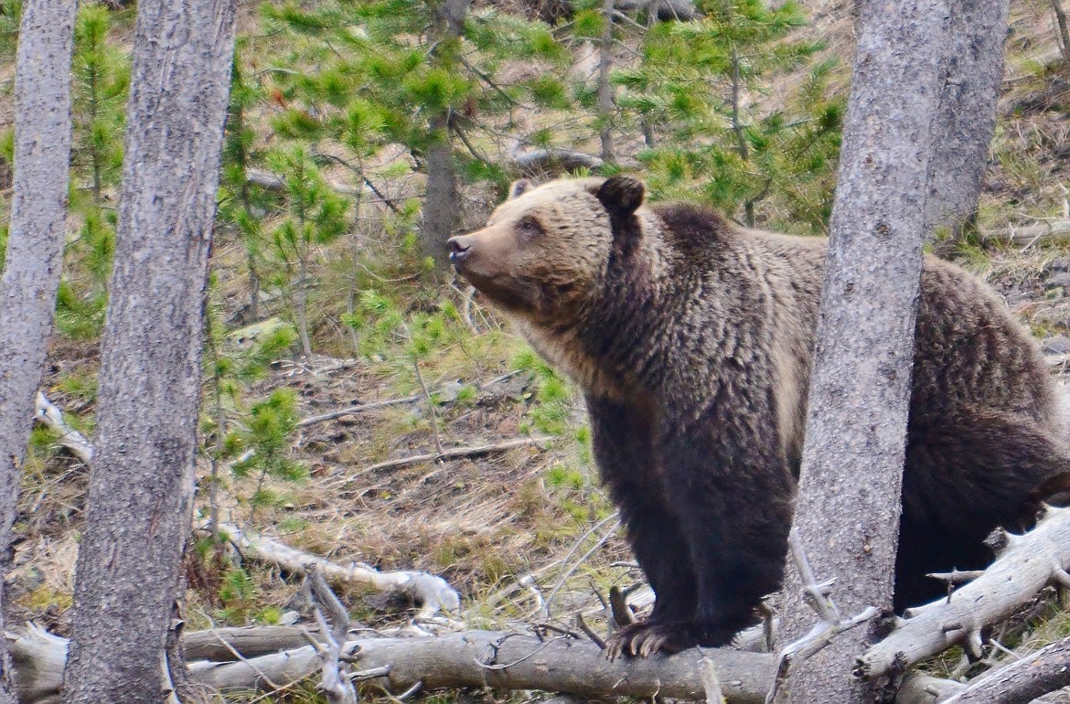Commissioners Agree To Delisting Grizzly Bears Bonners Ferry Herald