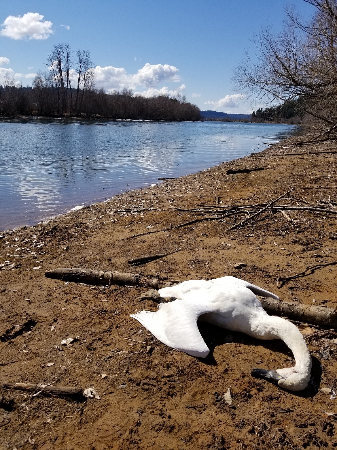 Photo courtesy Idaho Fish and Game
A dead tundra swan on Coeur d'Alene River, likely due to poisoning from historic mine waste contamination.
