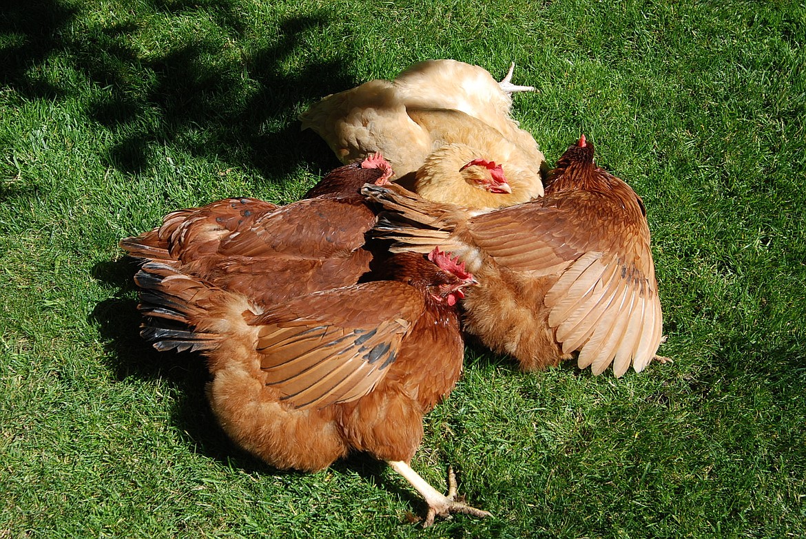 It's a good idea to have an exit plan for your chickens once they stop laying. These girls will soon enter "retirement," and continue to live happy lives.