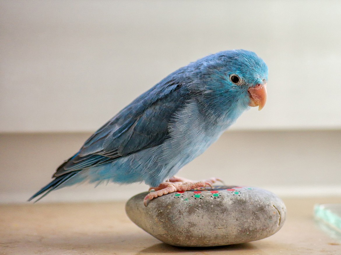 Birds such as parakeets are often finicky eaters, but proper nutrition can help them remain healthy and active.