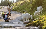 More Montanans don’t want more tourism; say state is overcrowded
