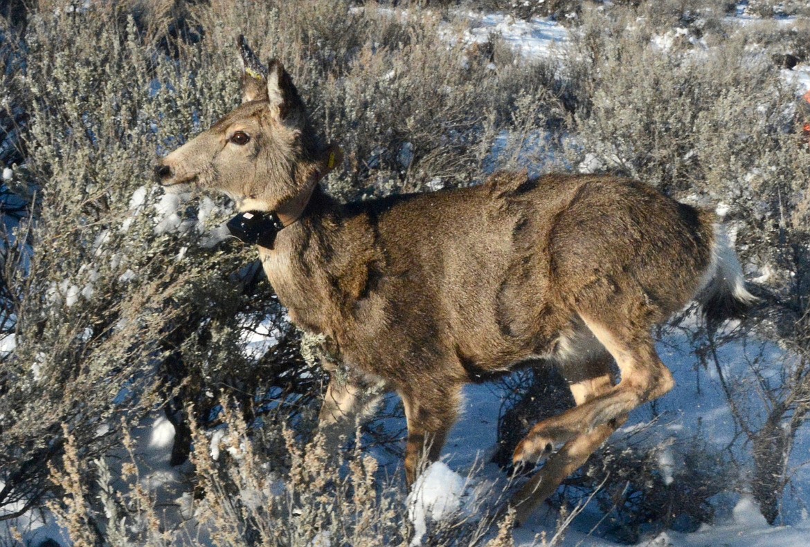 Roger Phillips/Idaho Fish and Game
Radio collar mule deer, Southwest Region, telemetry, winter mortality